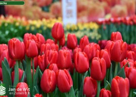 Tulipa Kay ® (3)